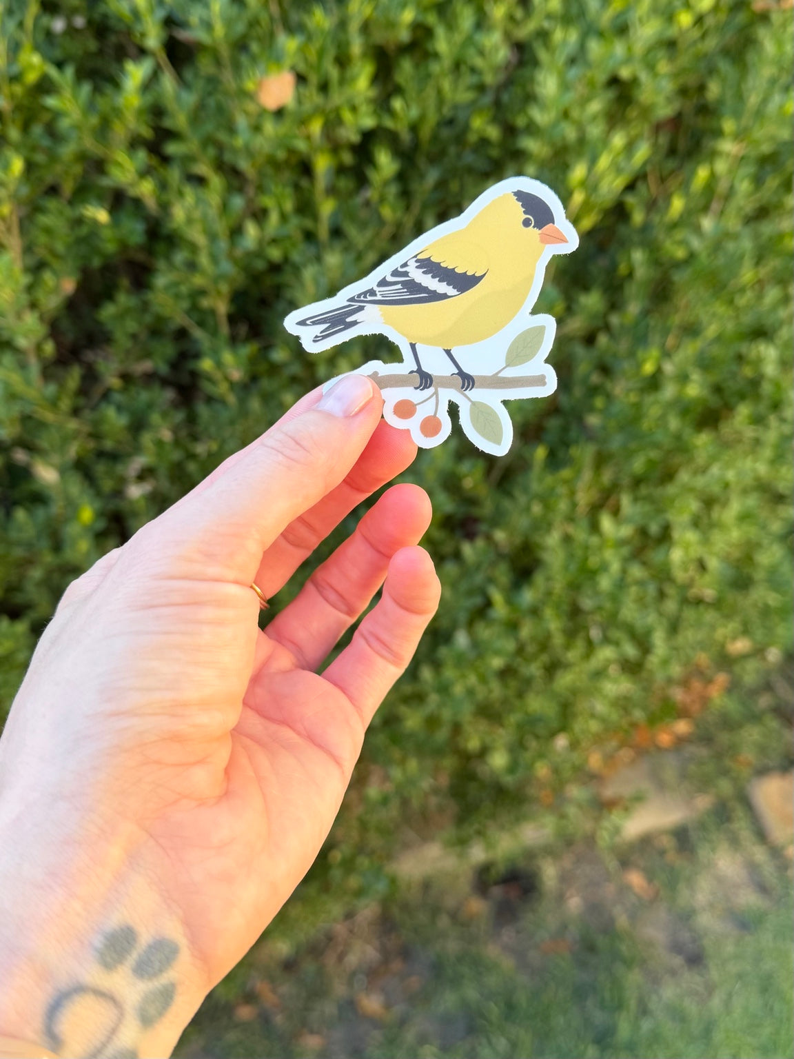 American Goldfinch sticker held in a hand outdoors against green foliage