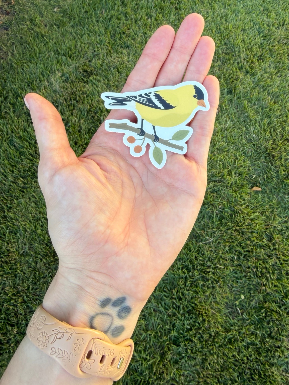 American Goldfinch sticker resting in an open palm outdoors against green grass