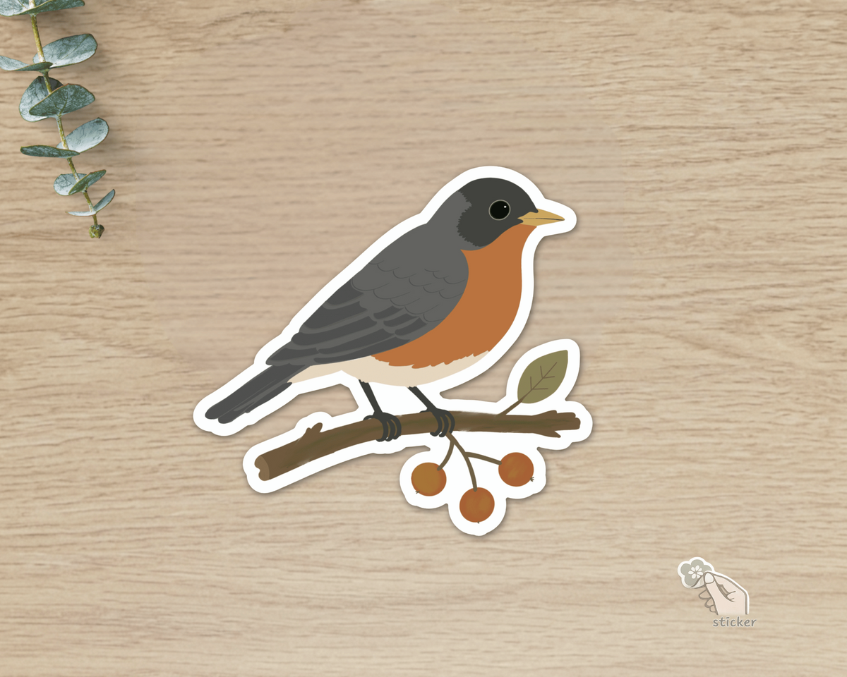 American Robin die-cut vinyl sticker perched on a botanical berry branch