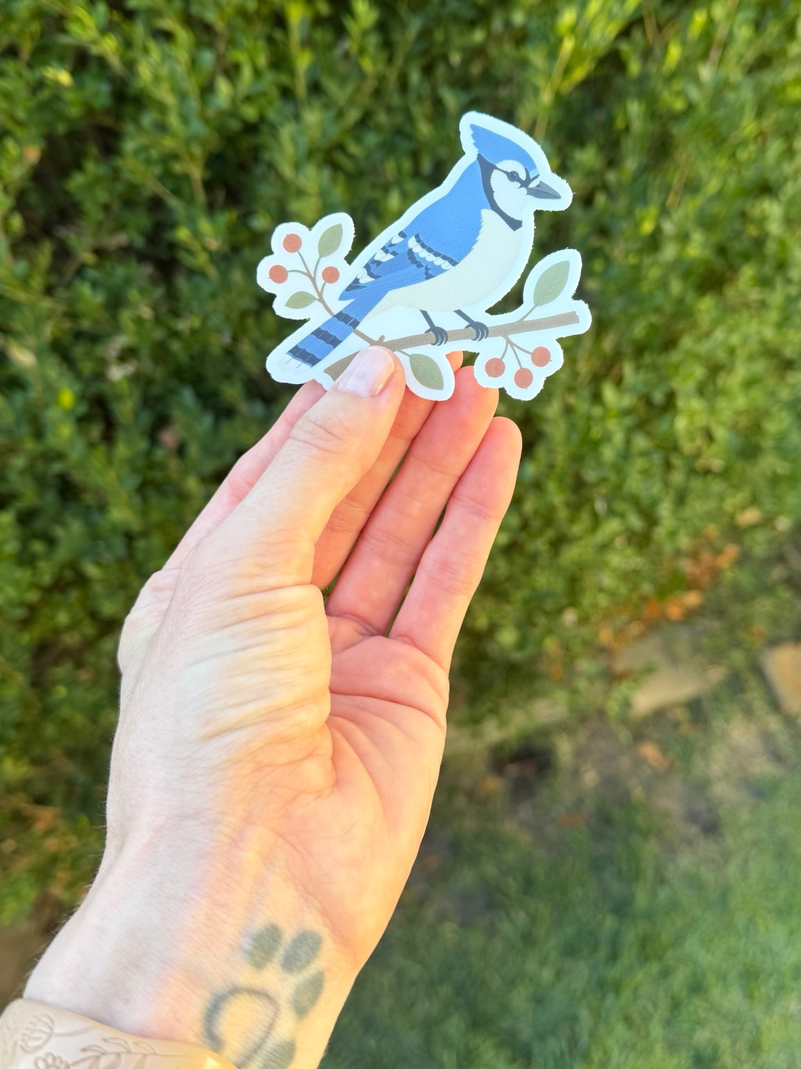 Blue Jay sticker held in a hand outdoors against green foliage