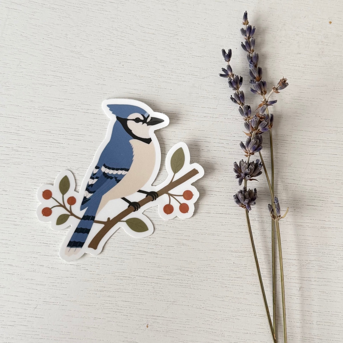 Blue Jay sticker on white wood beside dried lavender
