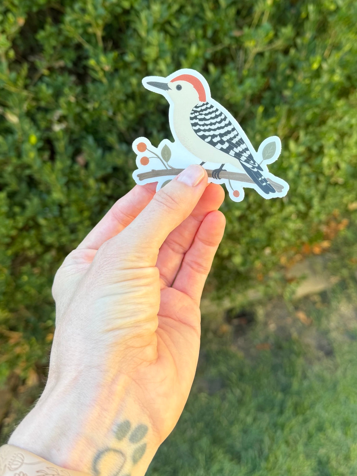 Red-bellied Woodpecker sticker held in a hand outdoors against green foliage