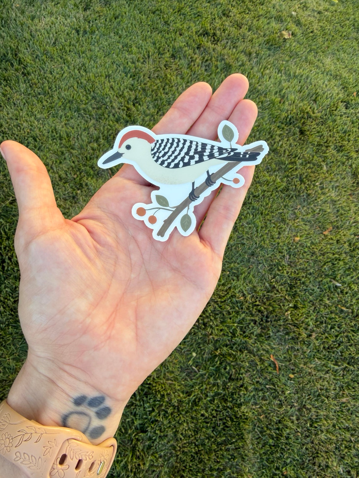 Red-bellied Woodpecker sticker resting in an open palm outdoors against green grass